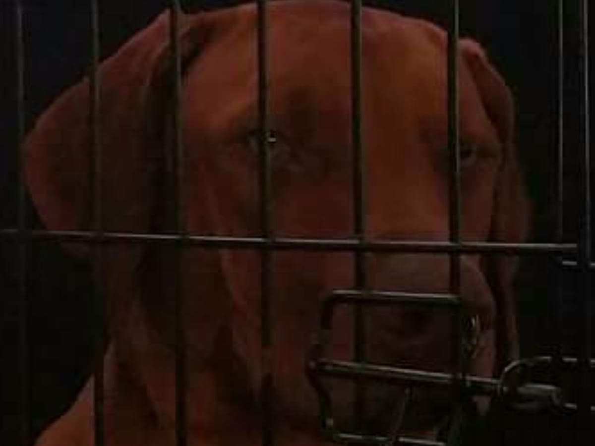 Rhodesian Ridgeback Puppies breeder image 10
