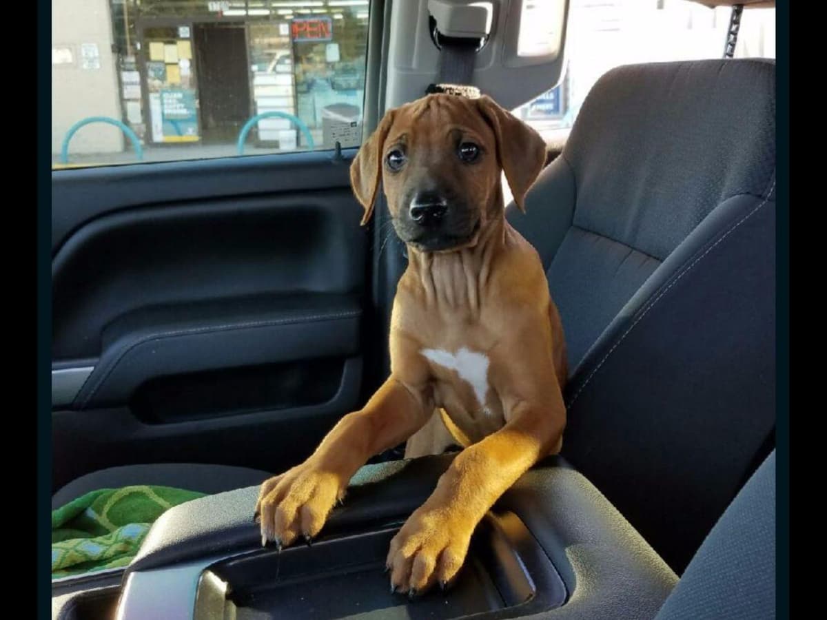Rhodesian Ridgeback Puppies breeder image 9