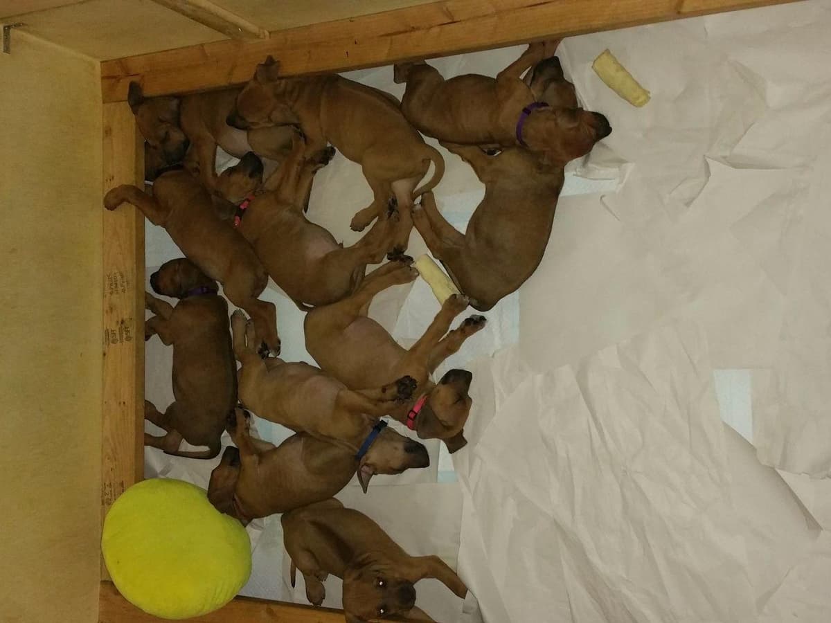Rhodesian Ridgeback Puppies breeder image 24