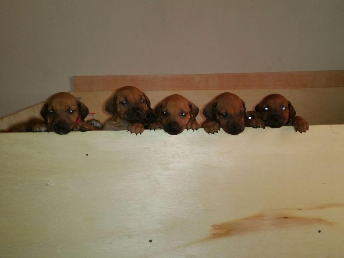 Rhodesian Ridgeback Puppies breeder image 25