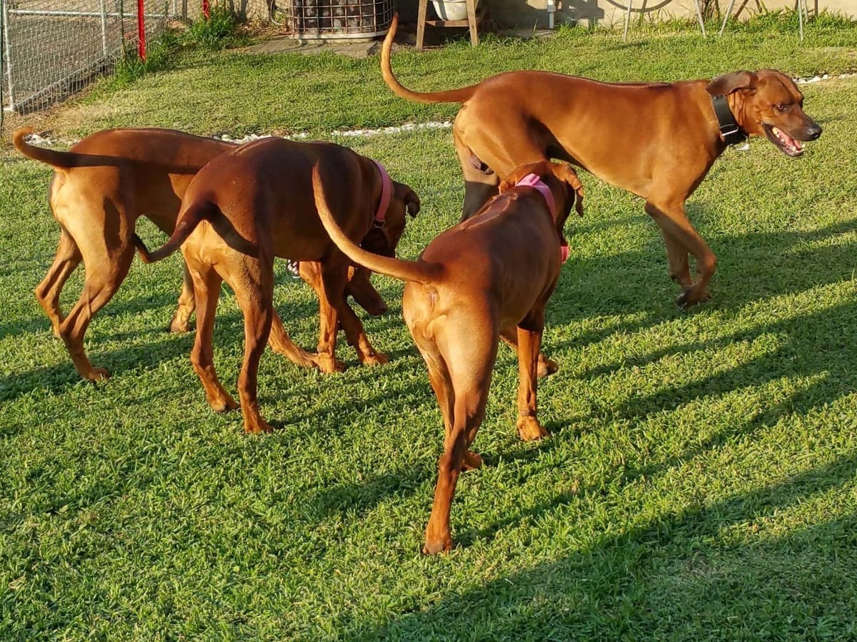 Rhodesian Ridgeback Puppies breeder image 1