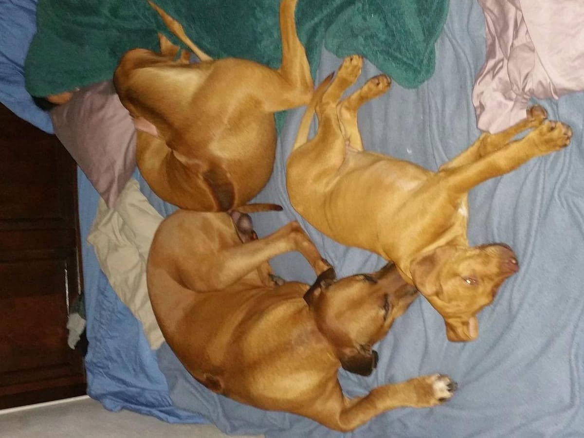 Rhodesian Ridgeback Puppies breeder image 26