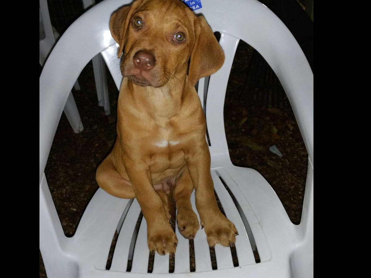 Rhodesian Ridgeback Puppies breeder image 27