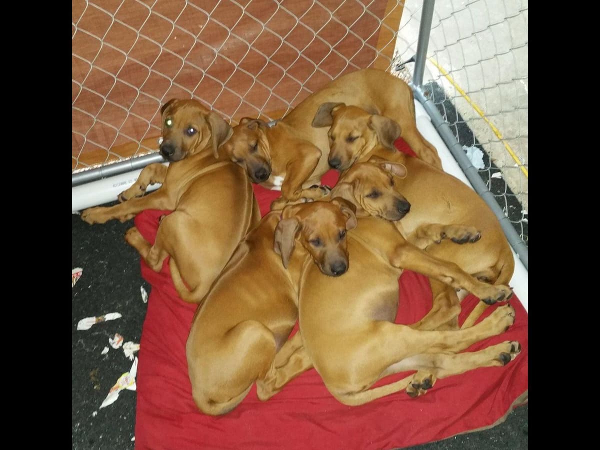 Rhodesian Ridgeback Puppies breeder image 28
