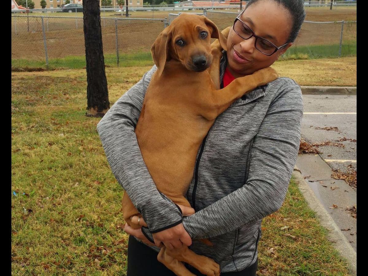 Rhodesian Ridgeback Puppies breeder image 29