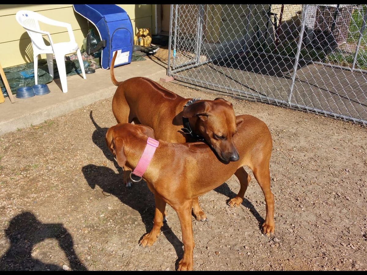 Rhodesian Ridgeback Puppies breeder image 8