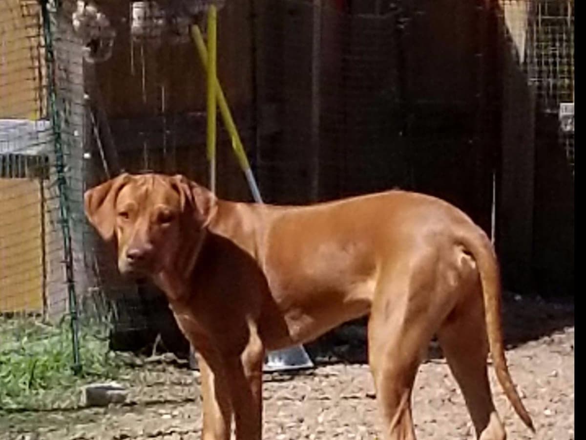 Rhodesian Ridgeback Puppies breeder image 34