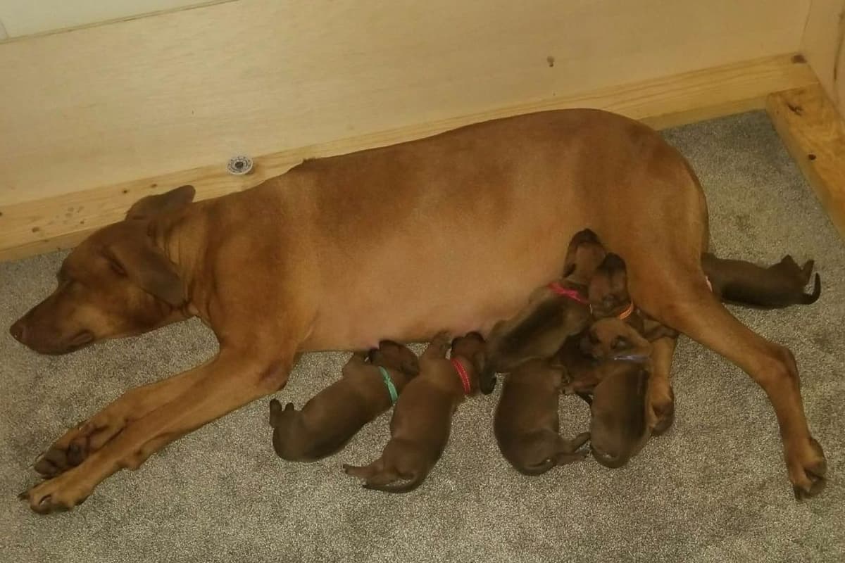 Rhodesian Ridgeback Puppies breeder image 6