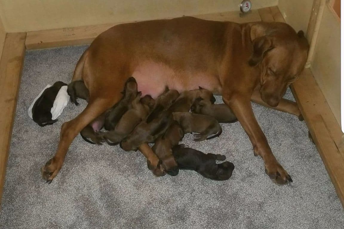 Rhodesian Ridgeback Puppies breeder image 5