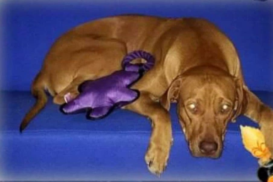 Rhodesian Ridgeback Puppies breeder image 4