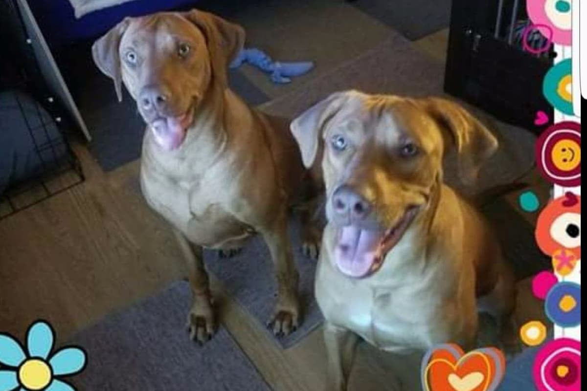Rhodesian Ridgeback Puppies breeder image 3