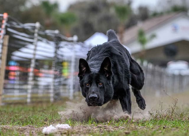 German Shepherd Dog Puppies media 3