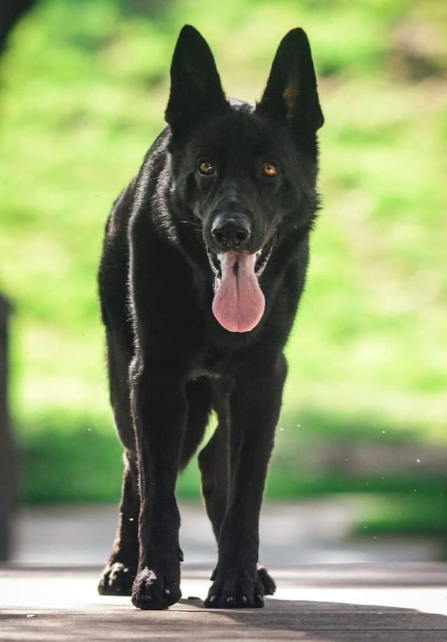 German Shepherd Dog Puppies media 4