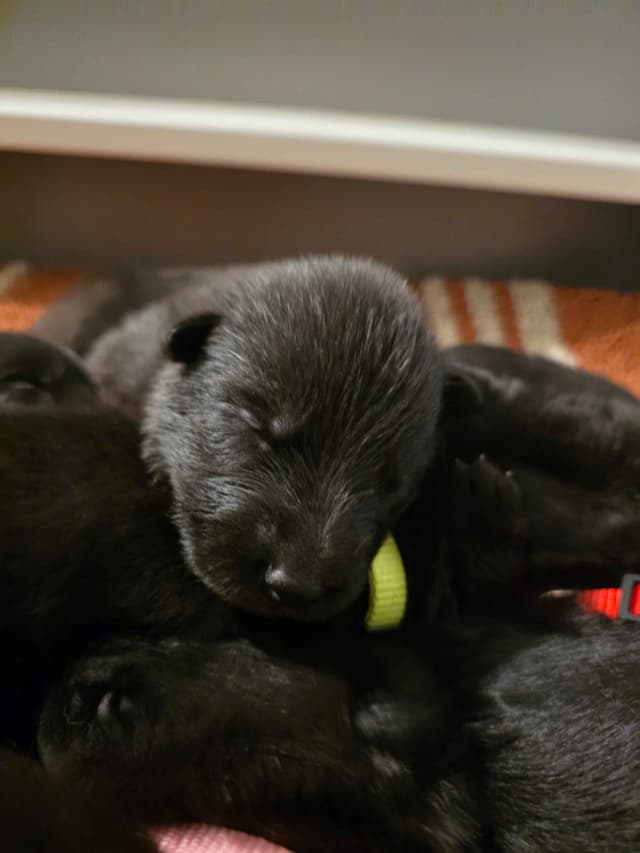 German Shepherd Dog Puppies media 5