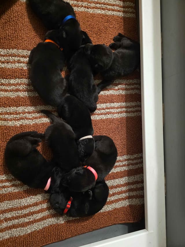 German Shepherd Dog Puppies media 7