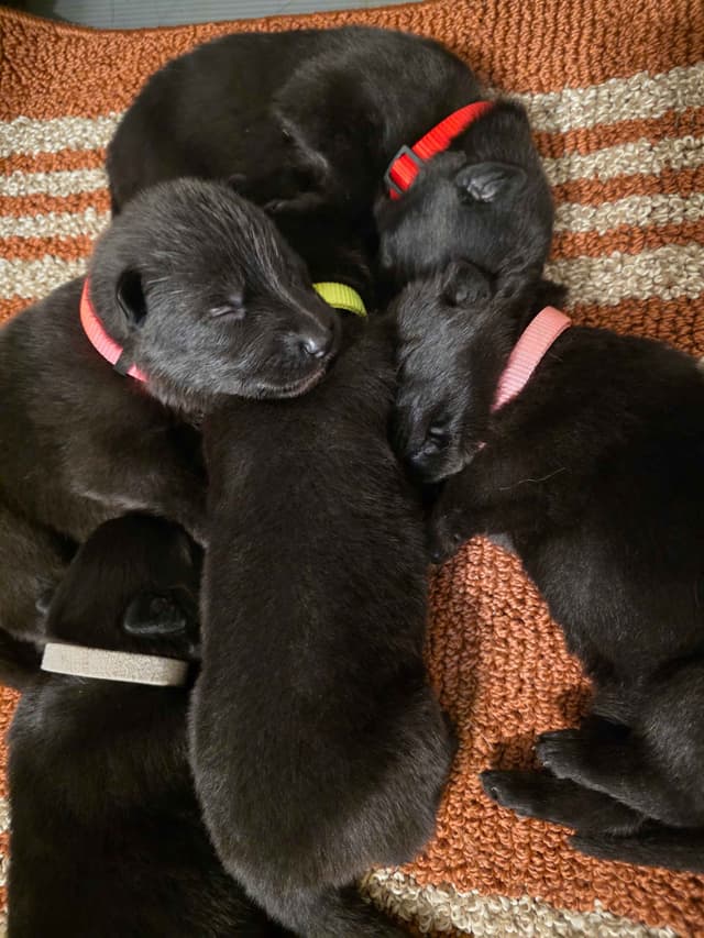 German Shepherd Dog Puppies media 8