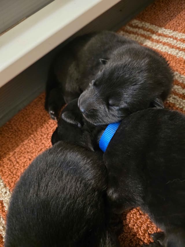 German Shepherd Dog Puppies media 9