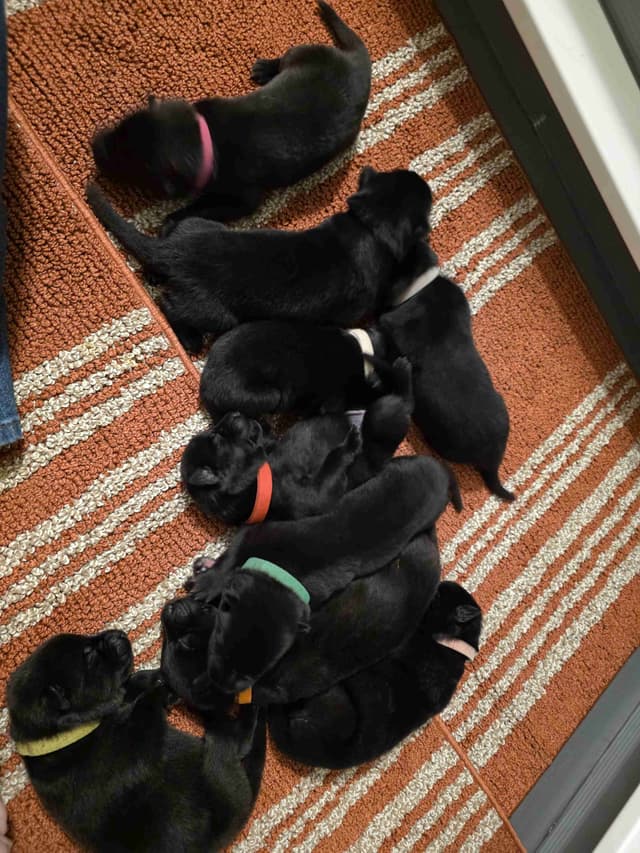German Shepherd Dog Puppies media 10