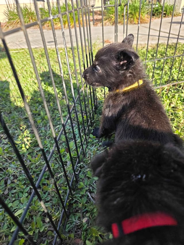 German Shepherd Dog Puppies media 11