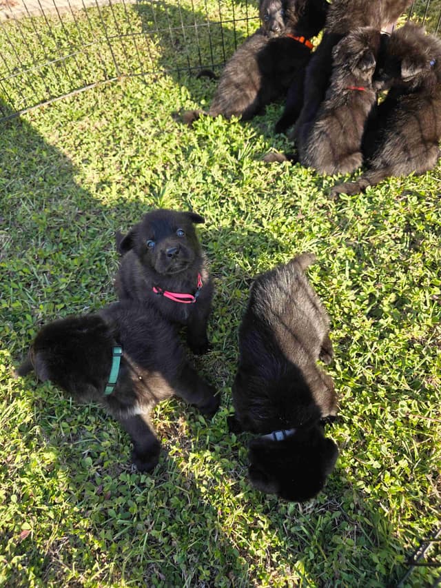 German Shepherd Dog Puppies media 13