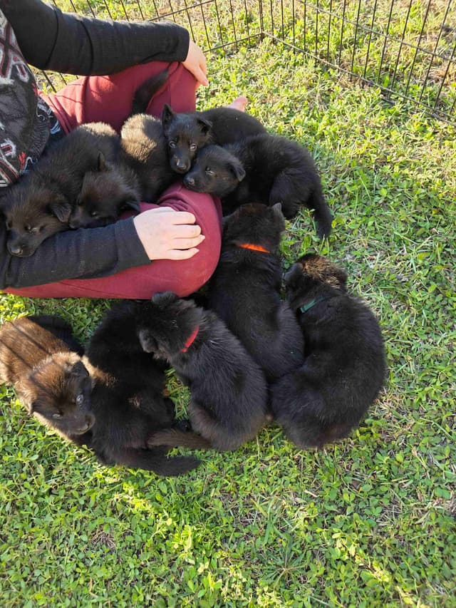 German Shepherd Dog Puppies media 14