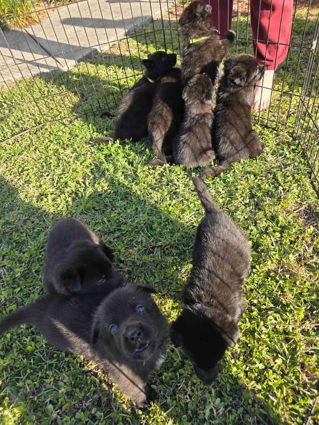 German Shepherd Dog Puppies media 15
