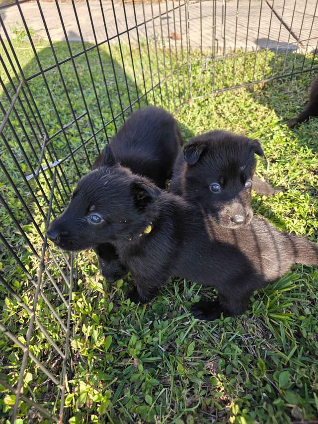 German Shepherd Dog Puppies media 16