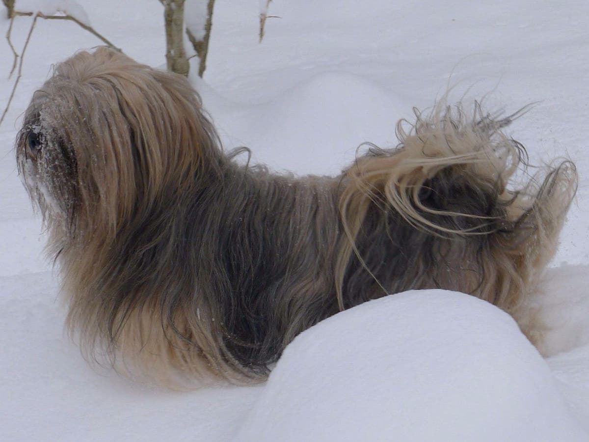 Lhasa Apso Puppies breeder image 1