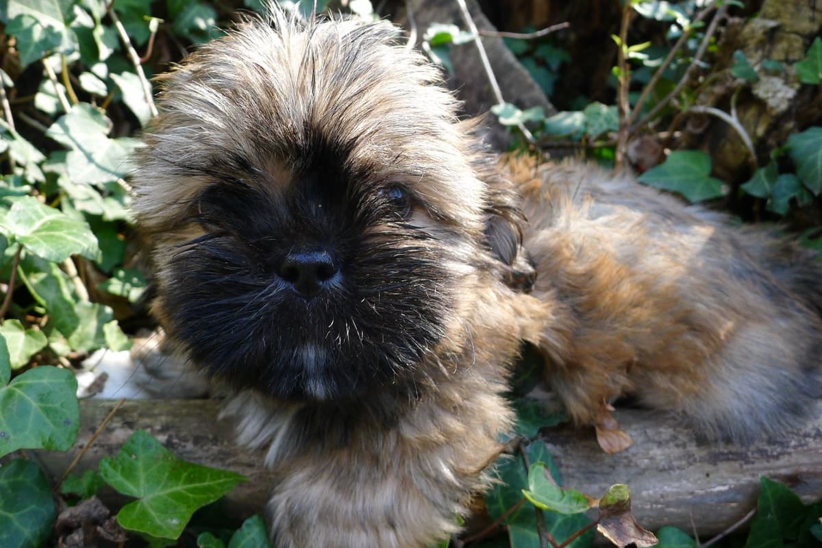 Lhasa Apso Puppies breeder image 54
