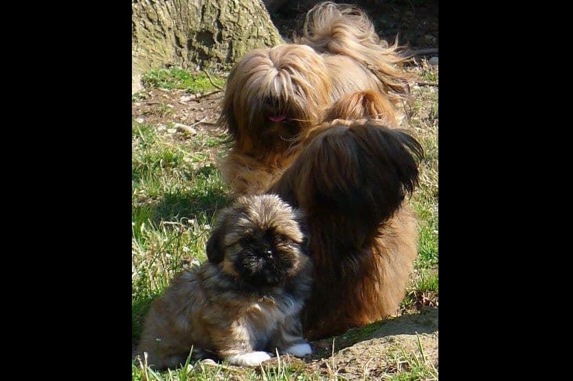 Lhasa Apso Puppies breeder image 53