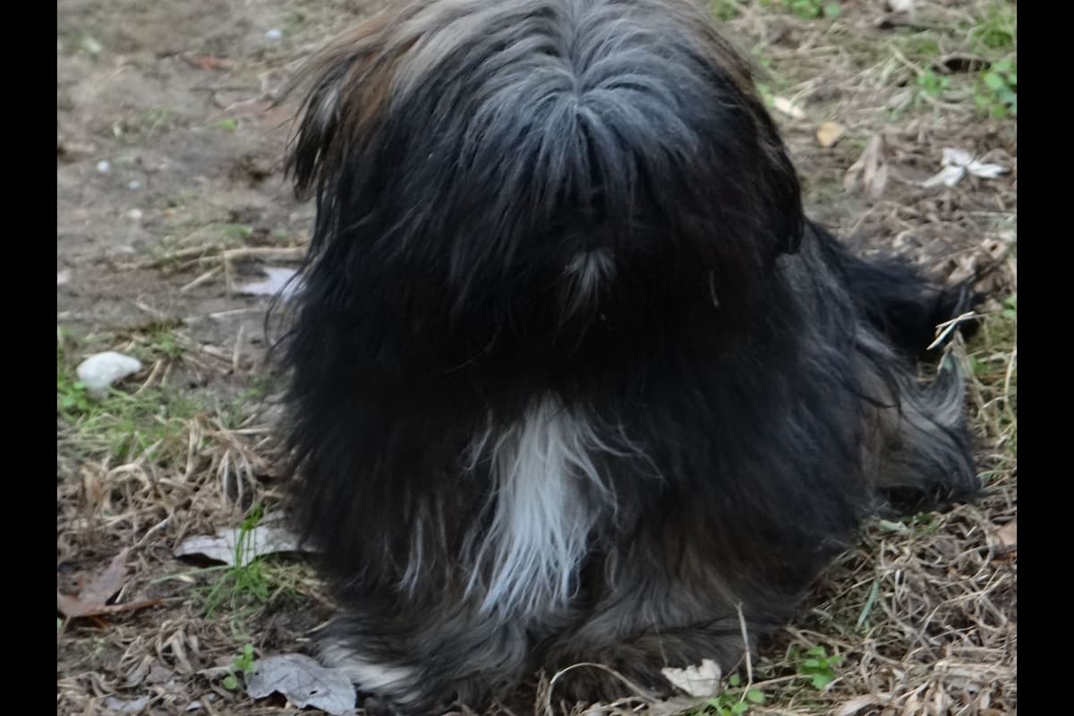 Lhasa Apso Puppies breeder image 51