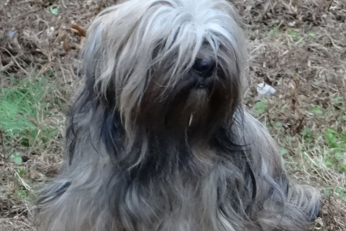 Lhasa Apso Puppies breeder image 50