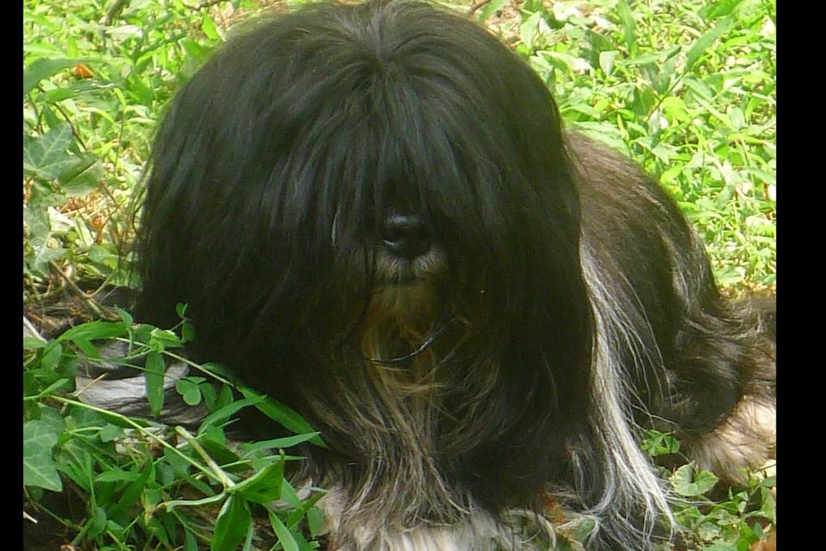Lhasa Apso Puppies breeder image 49