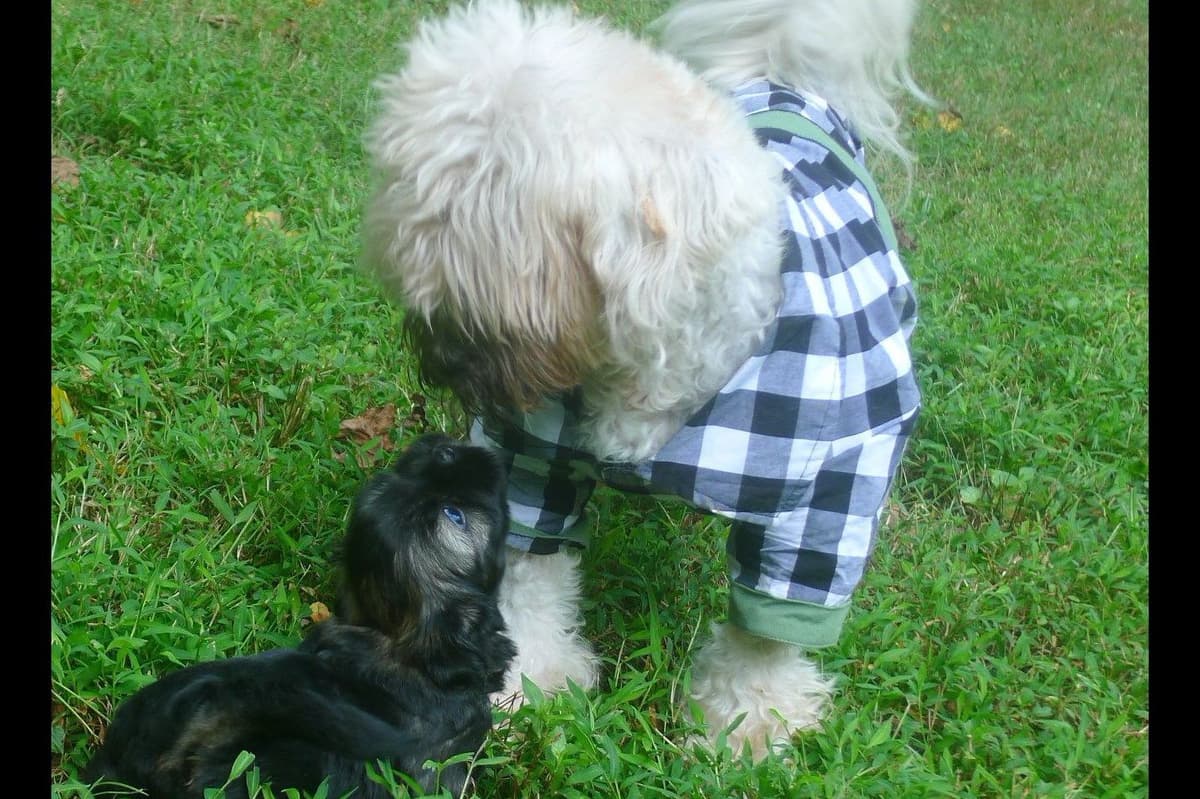 Lhasa Apso Puppies breeder image 48