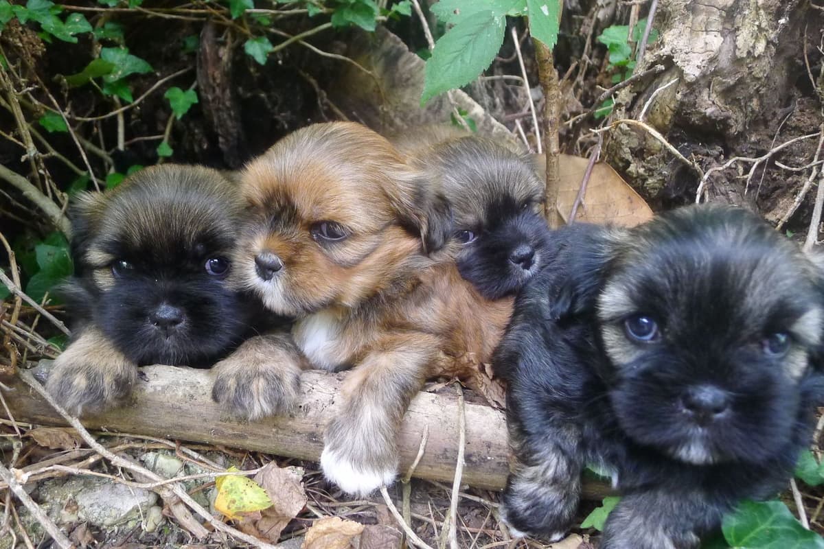Lhasa Apso Puppies breeder image 47