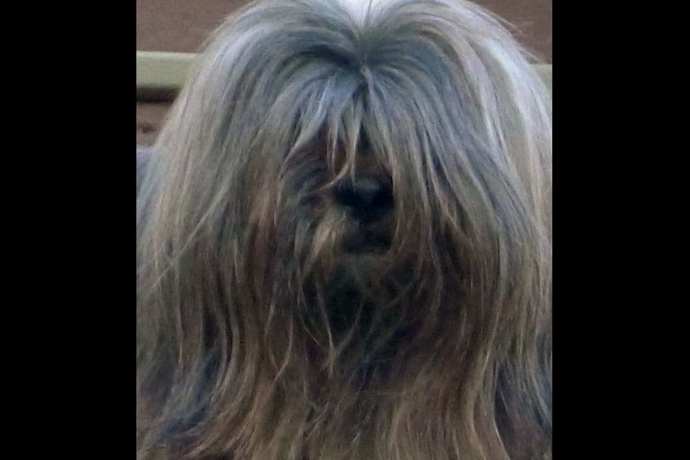 Lhasa Apso Puppies breeder image 45