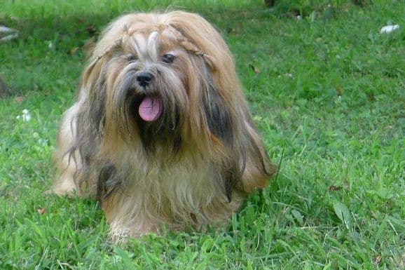 Lhasa Apso Puppies breeder image 44