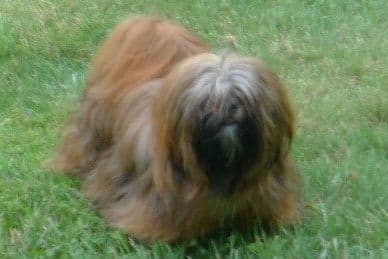 Lhasa Apso Puppies breeder image 43