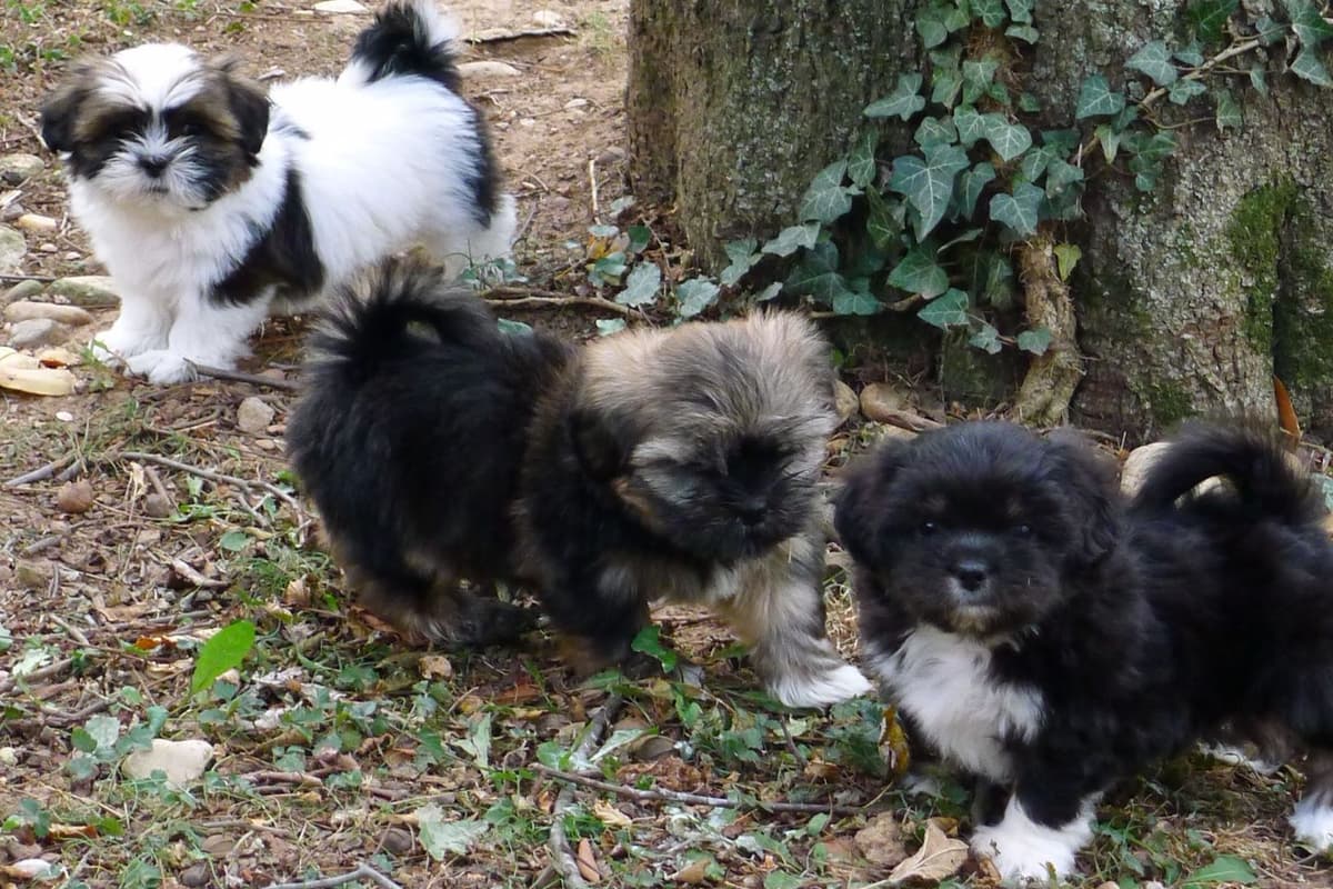 Lhasa Apso Puppies breeder image 42