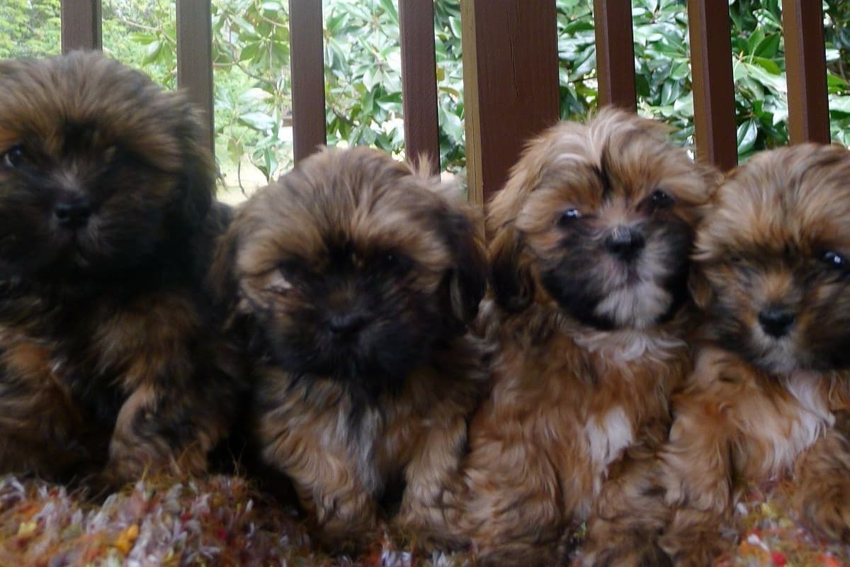 Lhasa Apso Puppies breeder image 41