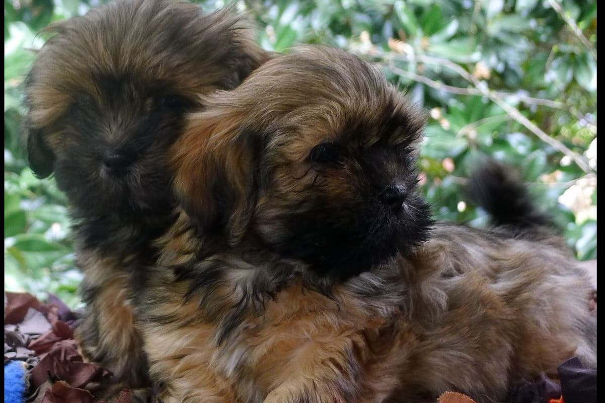 Lhasa Apso Puppies breeder image 40