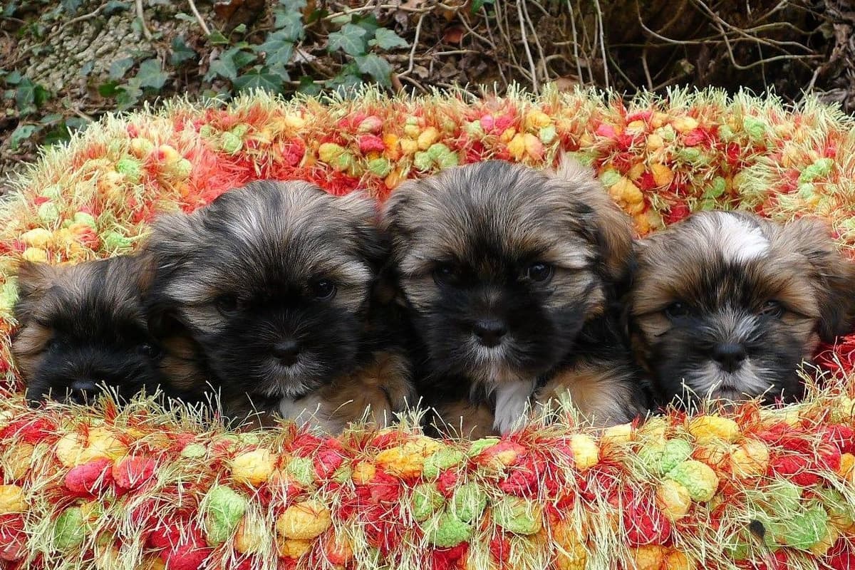 Lhasa Apso Puppies breeder image 39