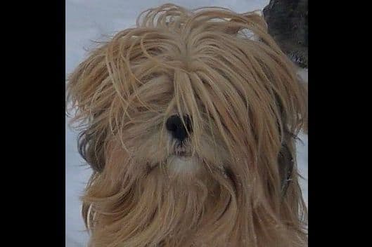 Lhasa Apso Puppies breeder image 38