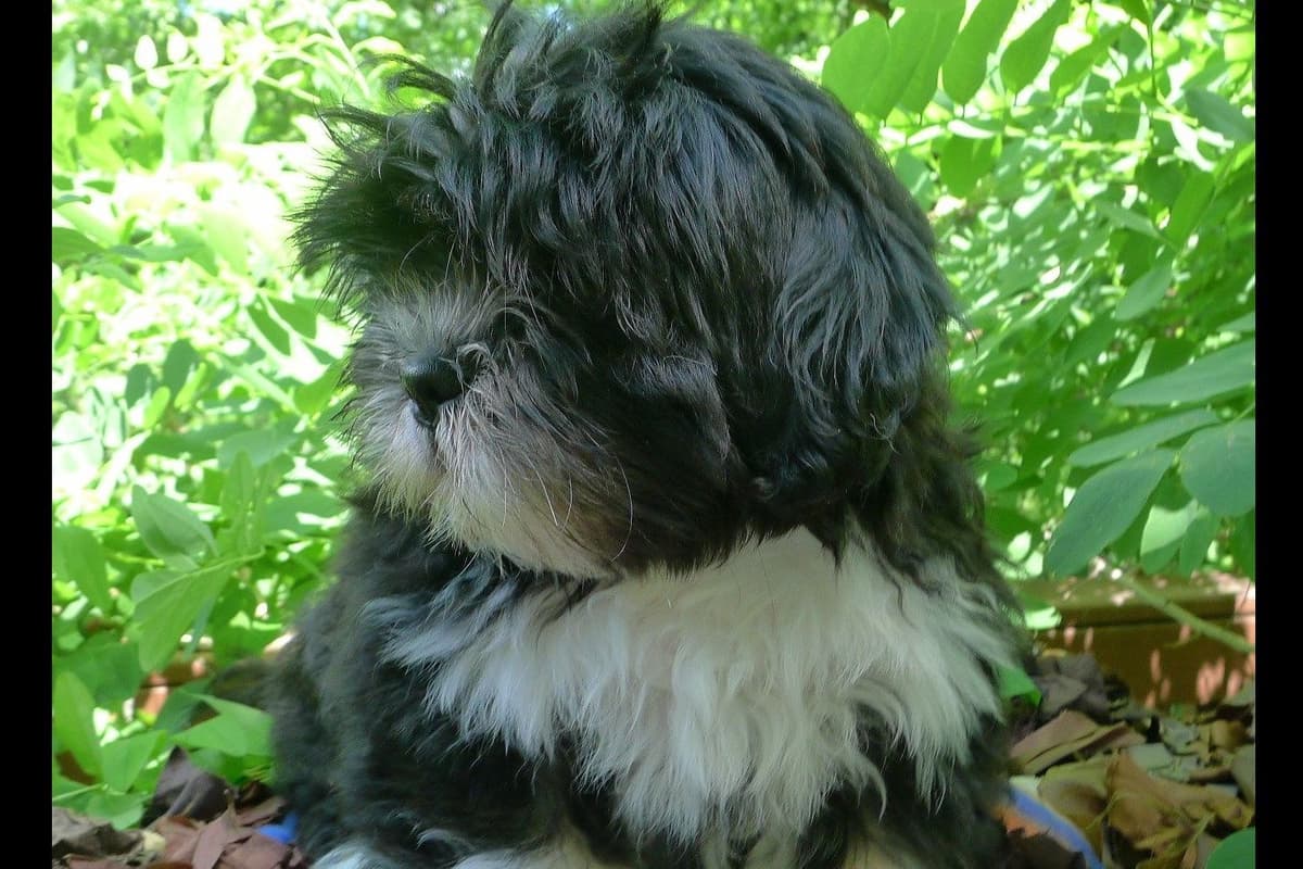 Lhasa Apso Puppies breeder image 37