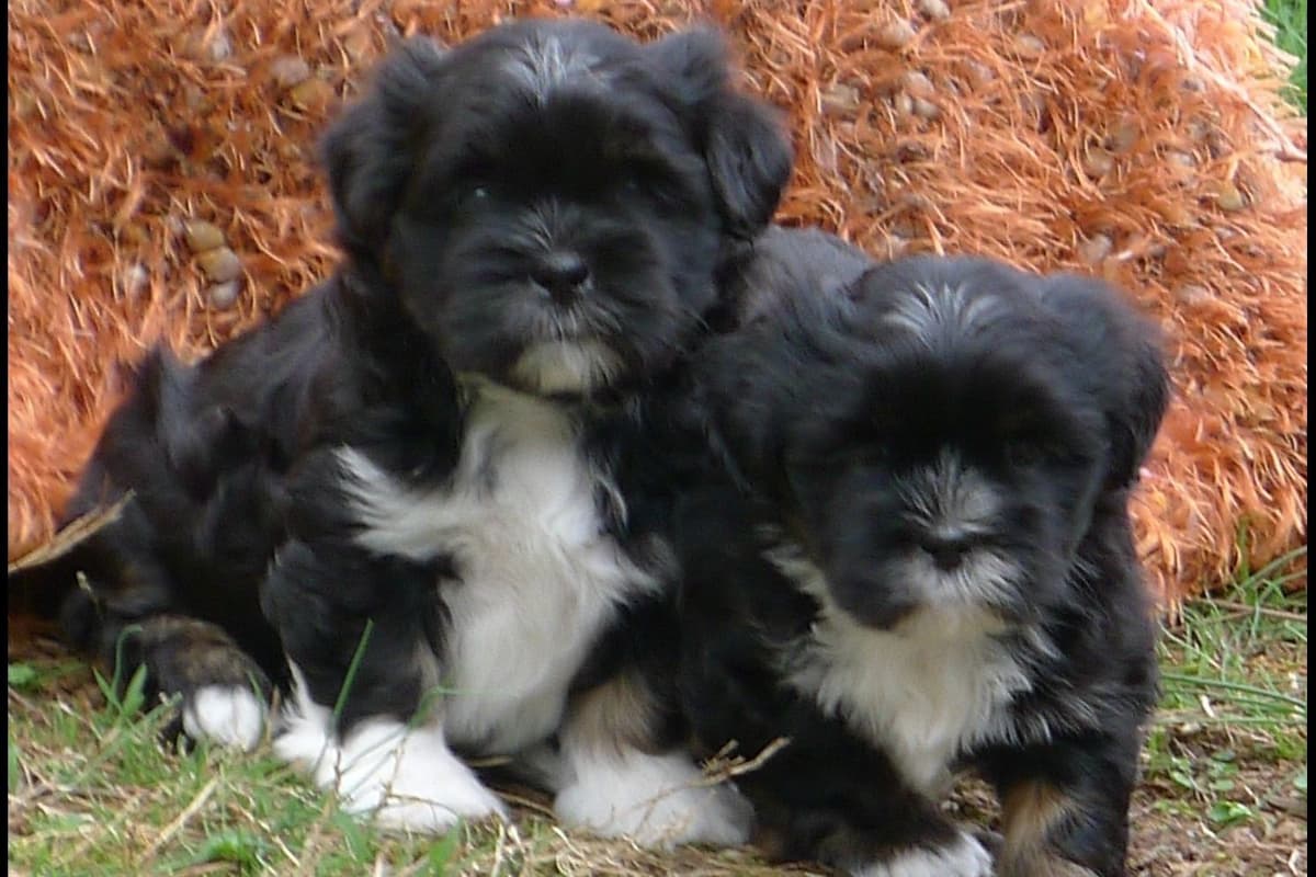 Lhasa Apso Puppies breeder image 36