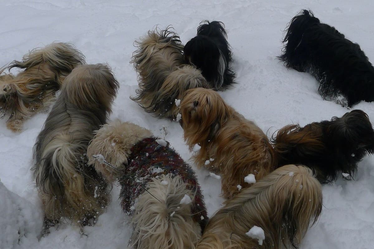 Lhasa Apso Puppies breeder image 33