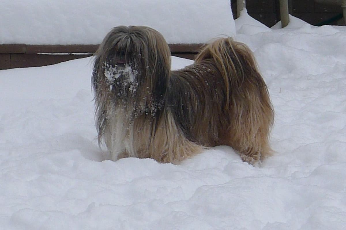 Lhasa Apso Puppies breeder image 31
