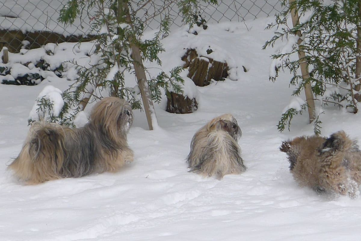 Lhasa Apso Puppies breeder image 30