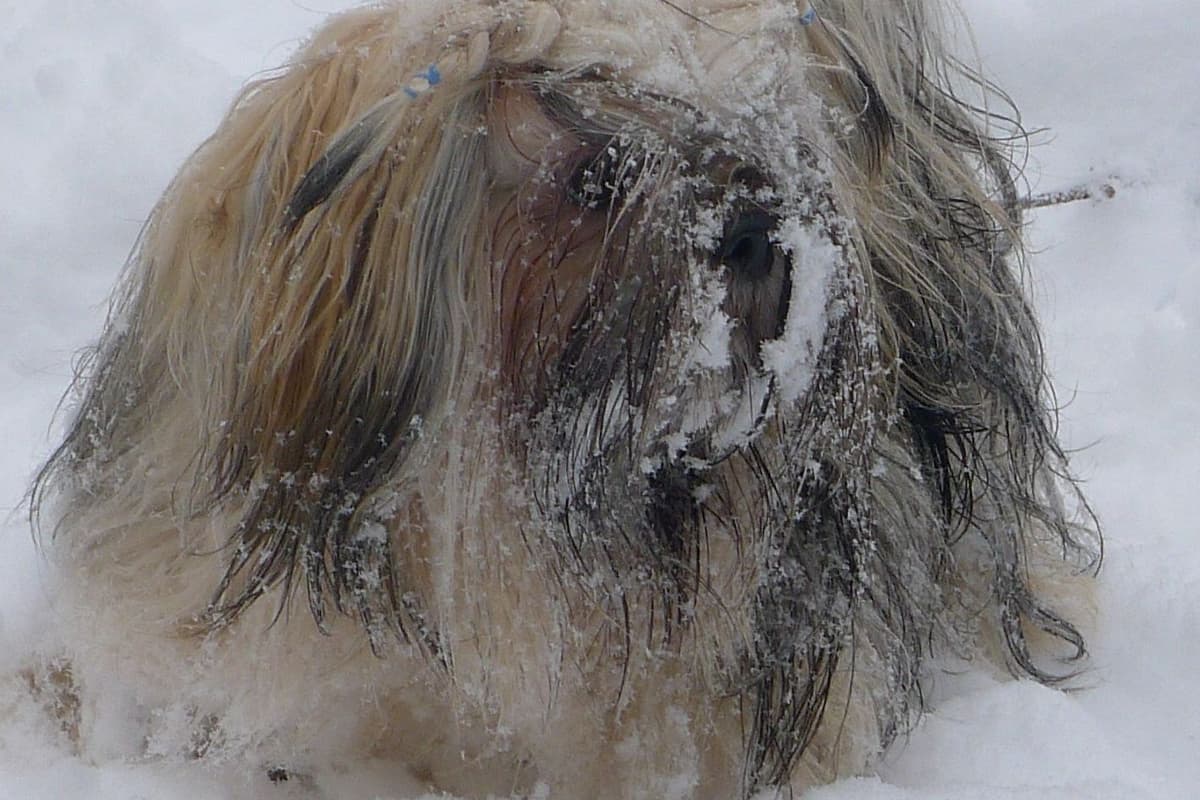 Lhasa Apso Puppies breeder image 29