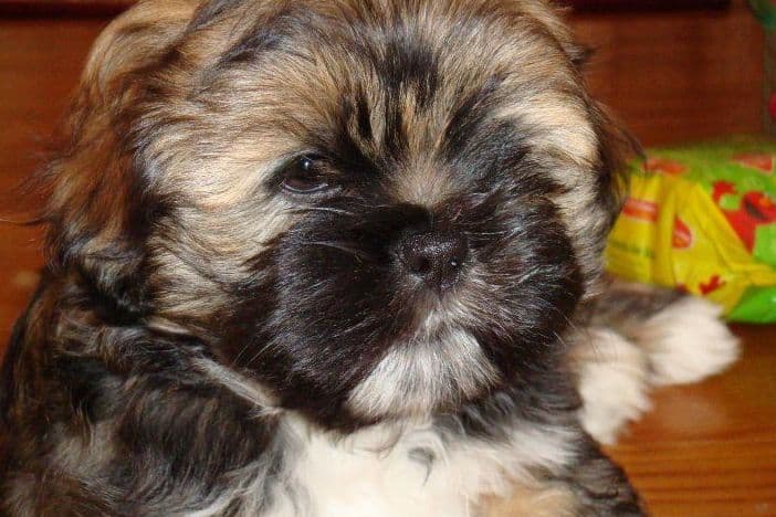 Lhasa Apso Puppies breeder image 27